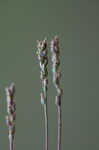 Prairie plantain